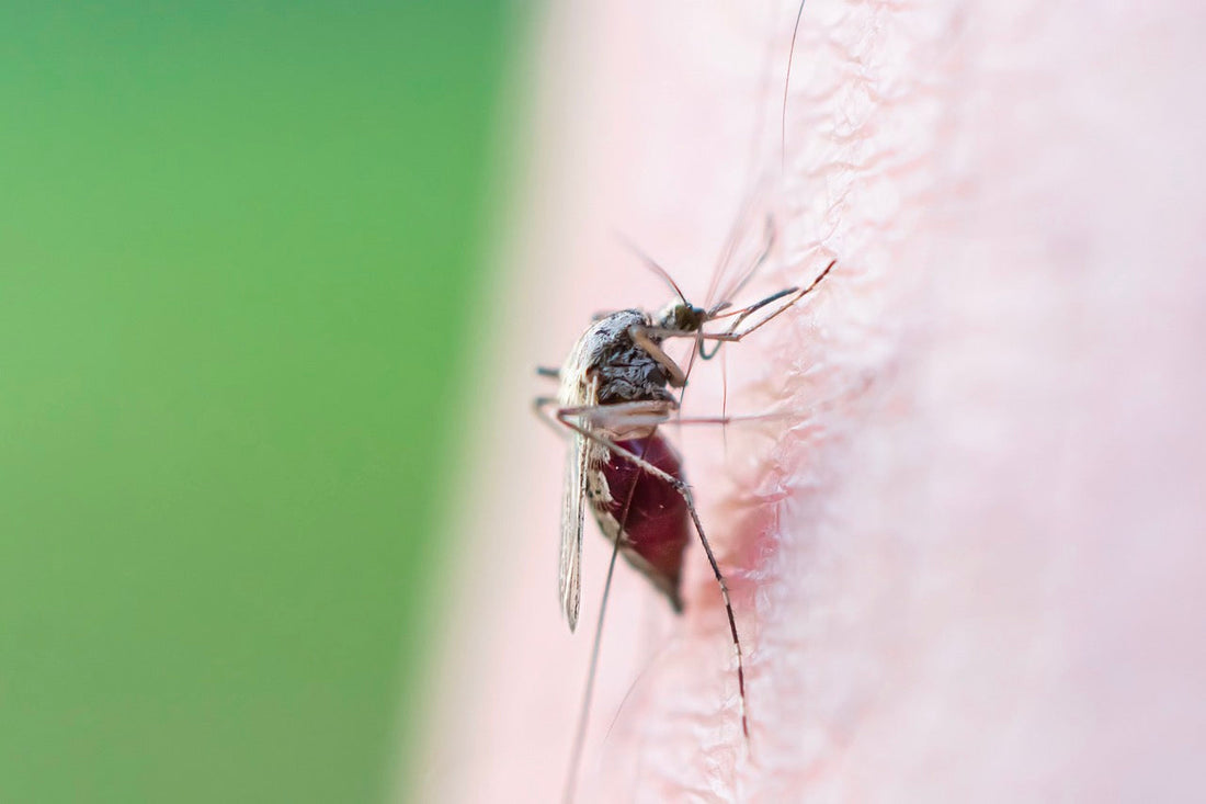 On our radar - malaria and climate change - the threat