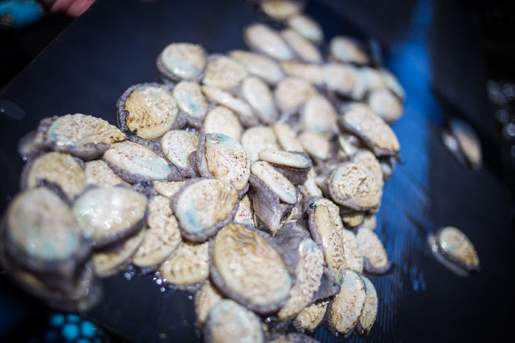 Aquaculture