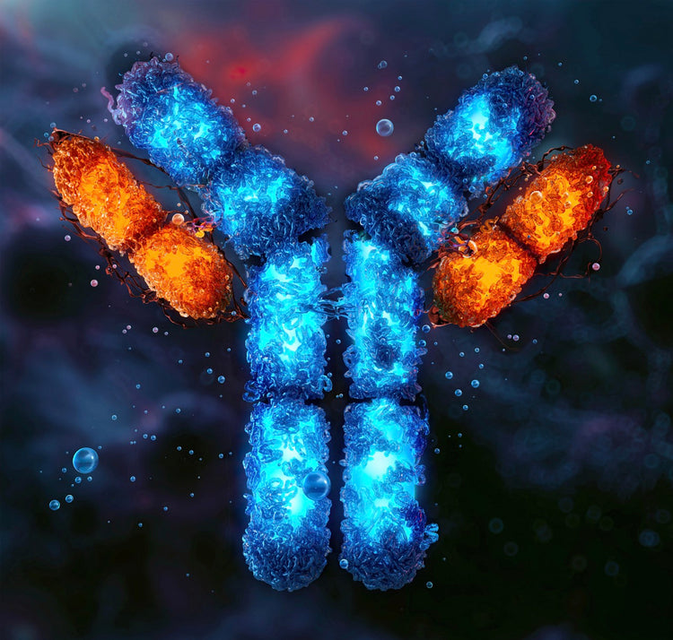 Antibodies