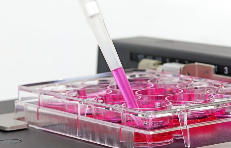 Cell Culture