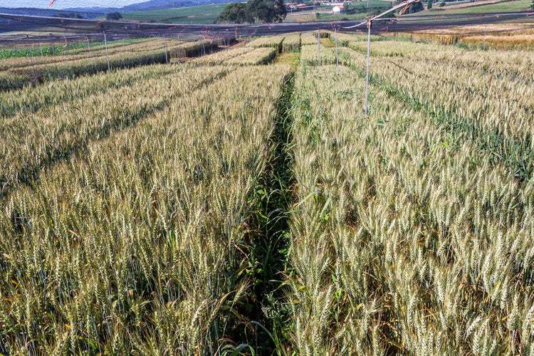 GMO Detection