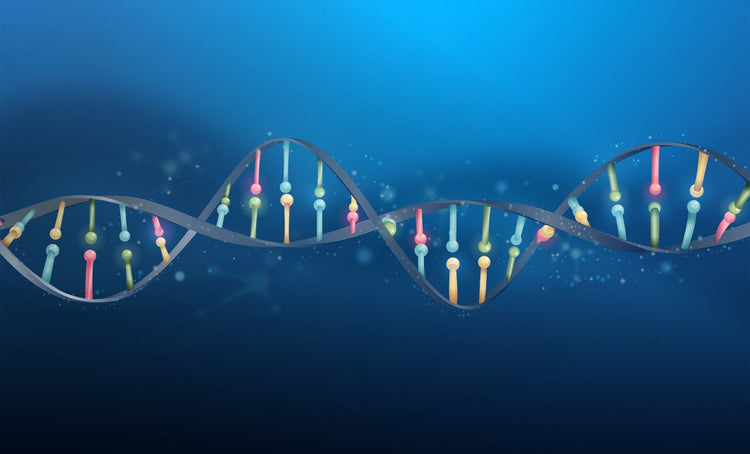 Genetic Variation & Mutation Analysis